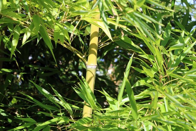 Bambus sollte immer oberhalb der Halmknoten beschnitten werden.