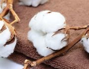 Baumwolle und Bio-Baumwolle: wichtige Fakten