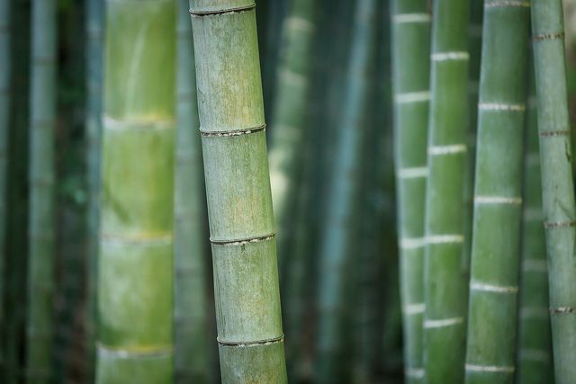 Other natural fibers, like bamboo, are sustainable material choices for clothing.