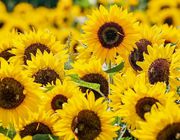 is sunflower oil bad for you