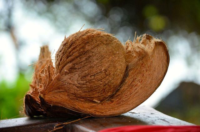 Although not local, coconut coir is more sustainable than peat moss.