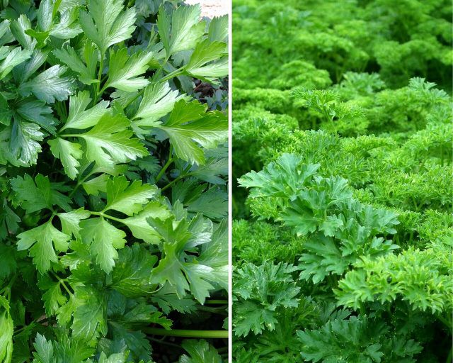 Dry flat leaf and curly leaf parsley with ease using eco-friendly methods. 