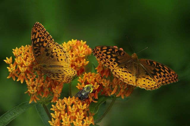 Butterfly weed is a staple of native pollinator gardens,