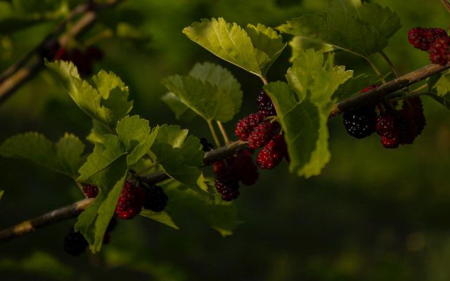 Take advantage of this year's mulberry harvest with our mulberry pie recipe. 
