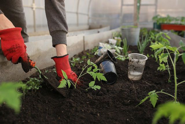 Growing and producing your own food is an important aspect of homestead living. 