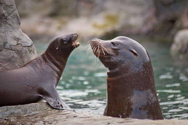 Sea lion pups are most vulnerable to disease outbreaks. 