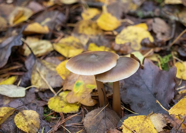 Researchers are hoping to develop plastic eating mushroom power.