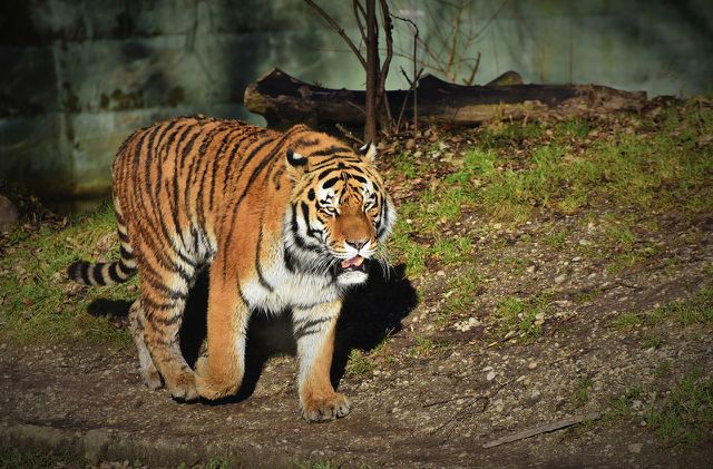 In captivity, tigers generally do not live in conditions appropriate to their species.