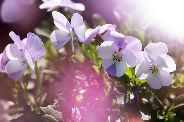 Similar to these violets but with silver foliage, silver gem violets are great pollinators.