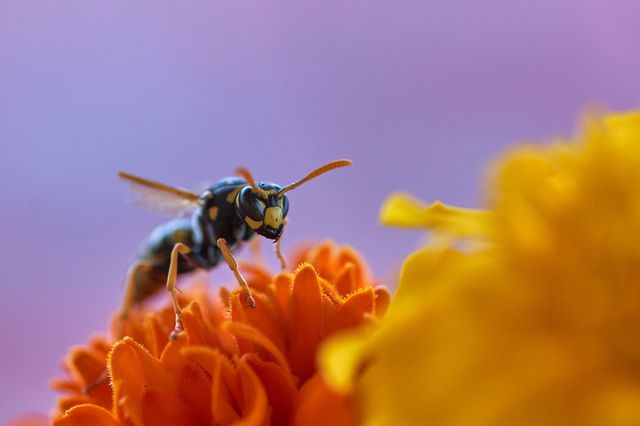 Wasps are triggered by erratic movements.
