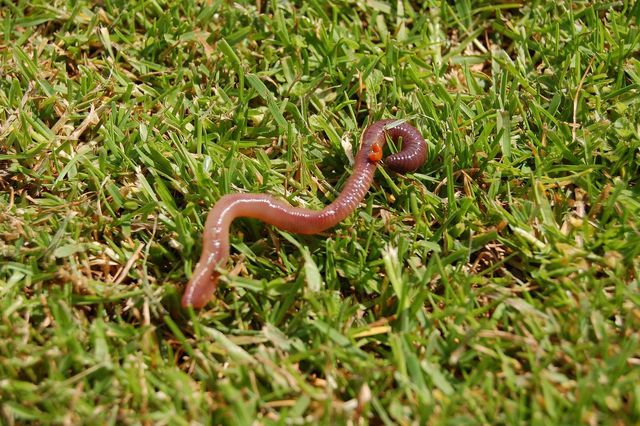 Um Regenwürmer züchten zu können, musst du den Tieren gute Lebensbedingungen in deinem Garten schaffen.