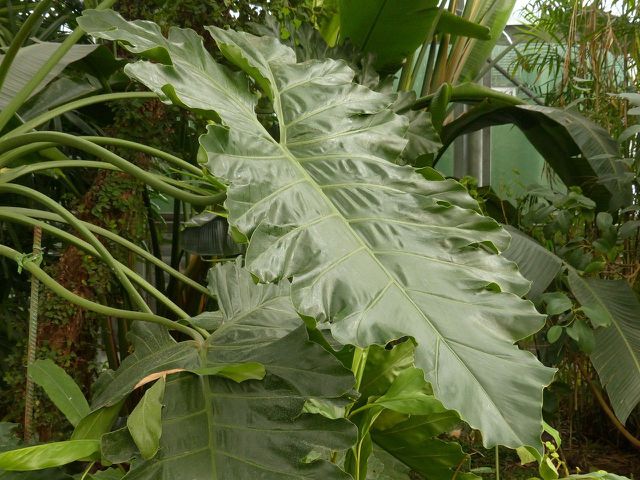 Philodendrons will benefit greatly from growing on a moss pole.