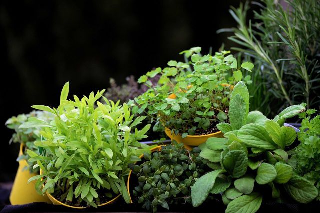 Herbs will allow you to add fresh elements to your meals while attracting pollinators. 
