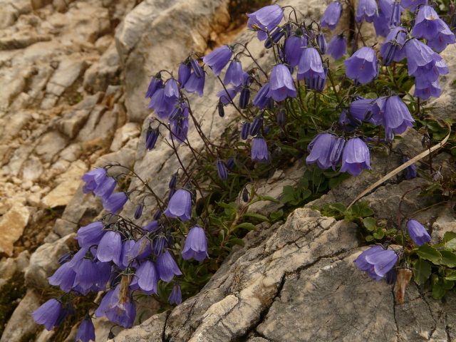 Einige Arten wachsen lieber auf Stein - wie zum Beispiel die Zwerg-Glockenblume.