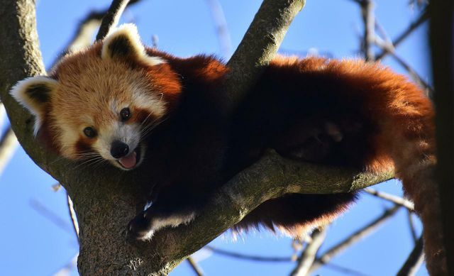 Red pandas aren't the most social mammals, but they have intriguing habits special to their species.