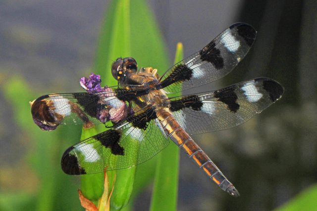 The distinctive wings on this dragonfly are easy to spot