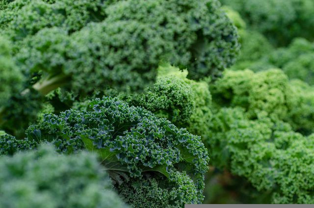 Kale has become a superfood in the past few years — due to being loaded with powerful antioxidants.