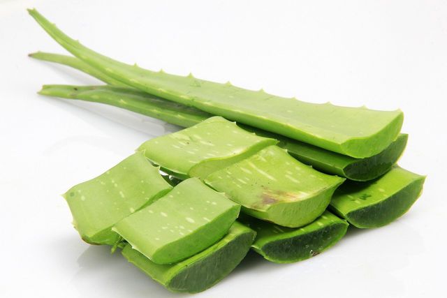 You can store your wrapped aloe vera leaves in the fridge, or freezer.
