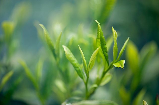 Green tea has healing properties.
