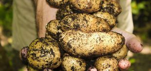 how to grow potatoes in a bucket