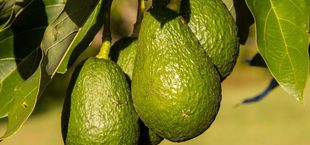 how to ripen avocados fast
