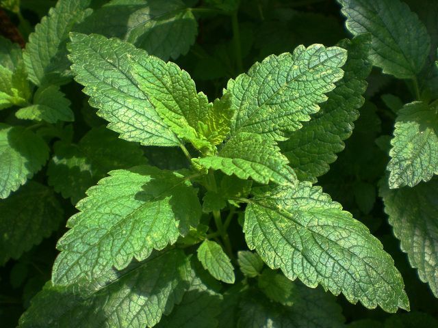 Lemon balm contains many good ingredients.