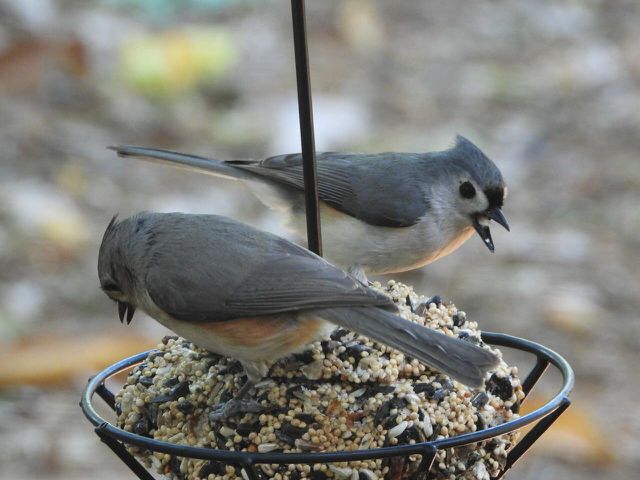 Having suet feeders in your yard will attract birds like jays. 