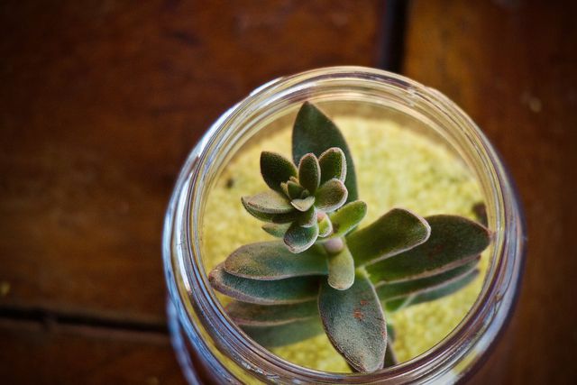 Use your empty candle jar for planting