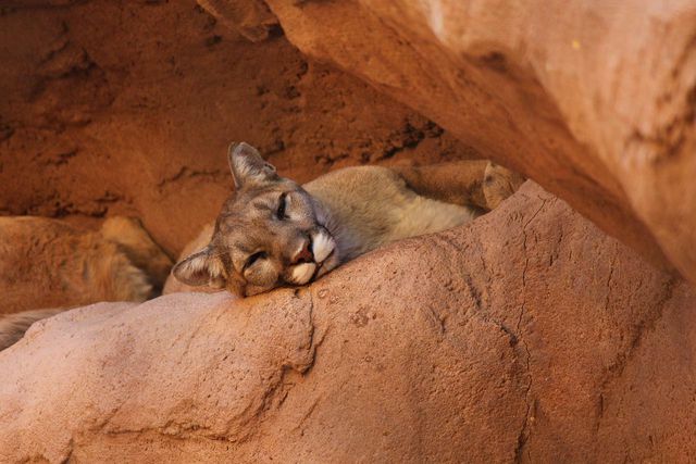 Mountain lions thrive in the Grand Canyon.