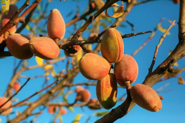 Almonds are an extremely water-intensive crop, and the extraction of almond oils from the original fruit produces even more of an environmental impact.
