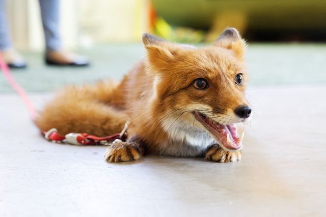 For some of us, YouTube and Instagram may be the closest we get to witnessing these furry cuties. These portrayals perpetuate ideas of foxes as a perfect pet, but the reality can be very different. 