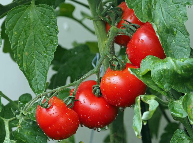Which soil is suitable for tomatoes depends on whether you plant them in beds or in containers.