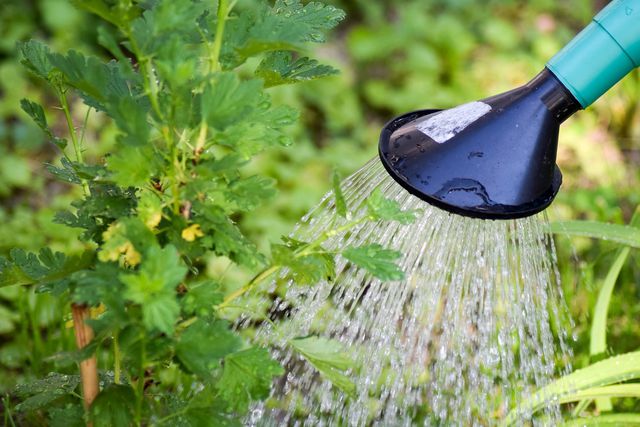Harvested rainwater has multiple uses, including watering your garden.