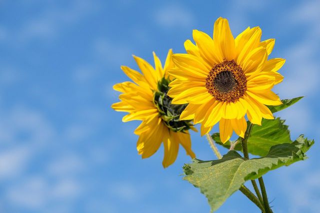 Sunflowers can remain in bloom for eight to twelve weeks.