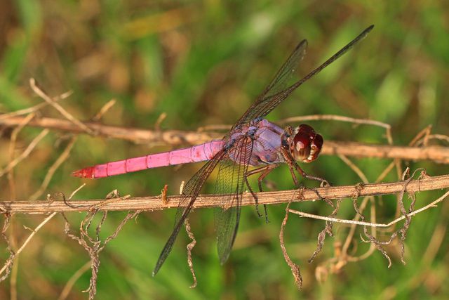 The Roseate Skimmer is both common and distinctly beautiful.