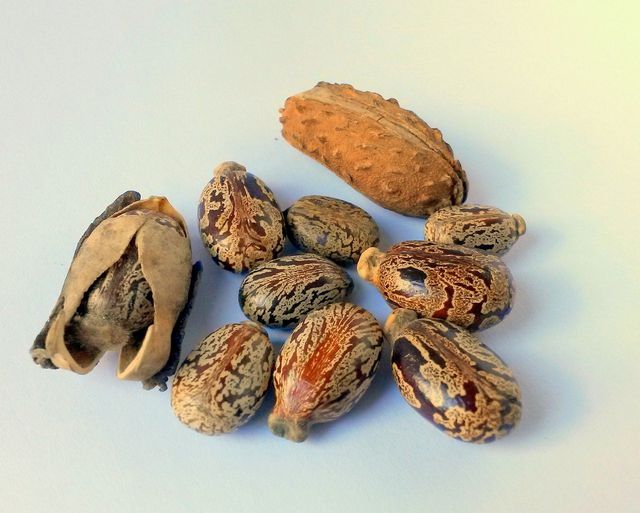 Castor oil is obtained from the seeds of the castor bean.