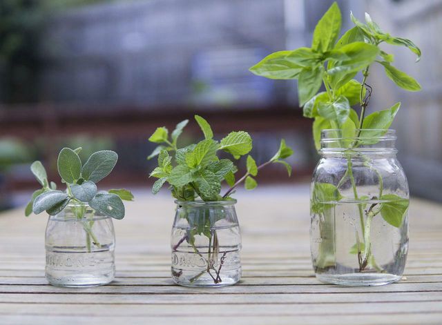 Herbs are the most common plants to grow in jars as they are small and easy to maintain.