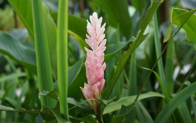 How to grow ginger root plant flowers in blume