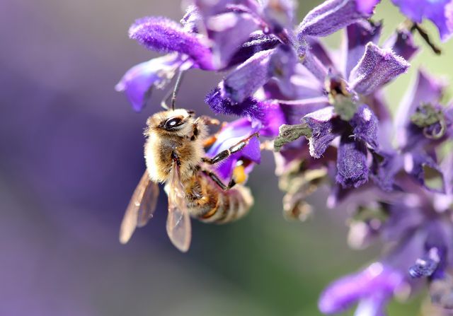 Plant Cleveland Sage to attract pollinators.