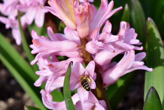 Insekten finden in den Blüten der Hyazinthen reichlich Nahrung.