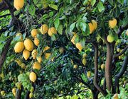 lemon tree fertilizer