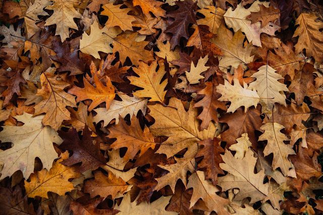 Dried leaves are a great "brown" source for your compost pile.