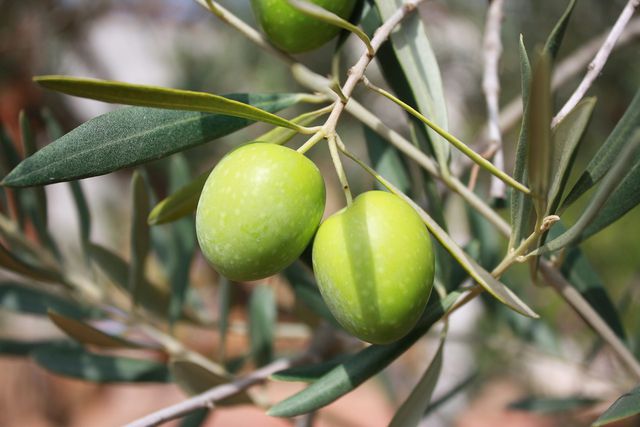Olive oil production has a range of benefits on the environment.