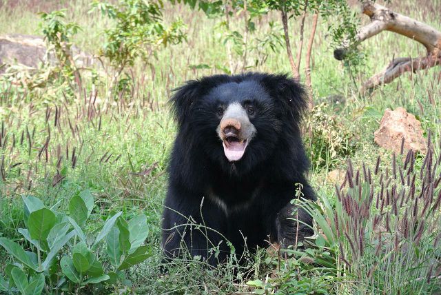 Sloth bears are so-named thanks to their unusual claws and teeth.
