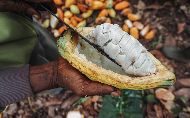 70 Prozent des weltweit angebauten Kakaos stammen aus Afrika, doch weniger als ein Prozent der weltweit angebauten Schokolade wird in Afrika selbst produziert.
