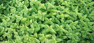 drying mint - how to dry mint