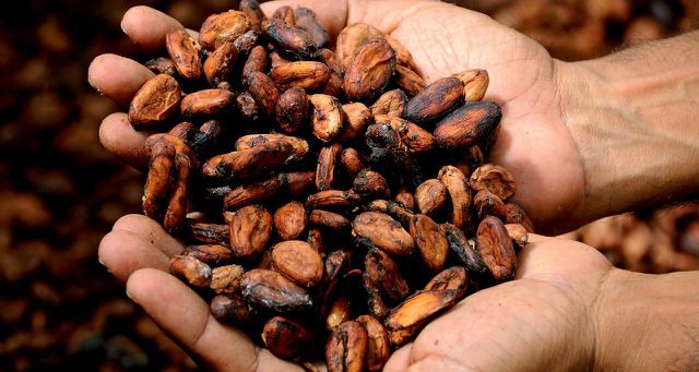 Cacao beans are the main ingredient in dark chocolate, and vegan. 