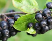 aronia berry benefits