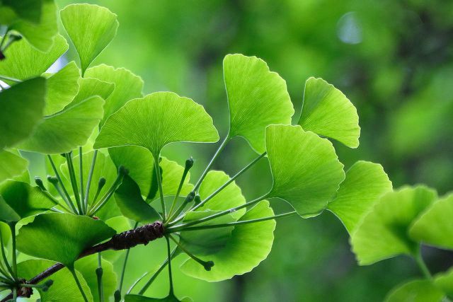 Ginkgo Biloba is a species of tree native to China. 