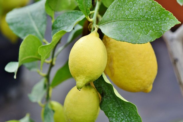 Your lemon tree requires lots of nitrogen.
